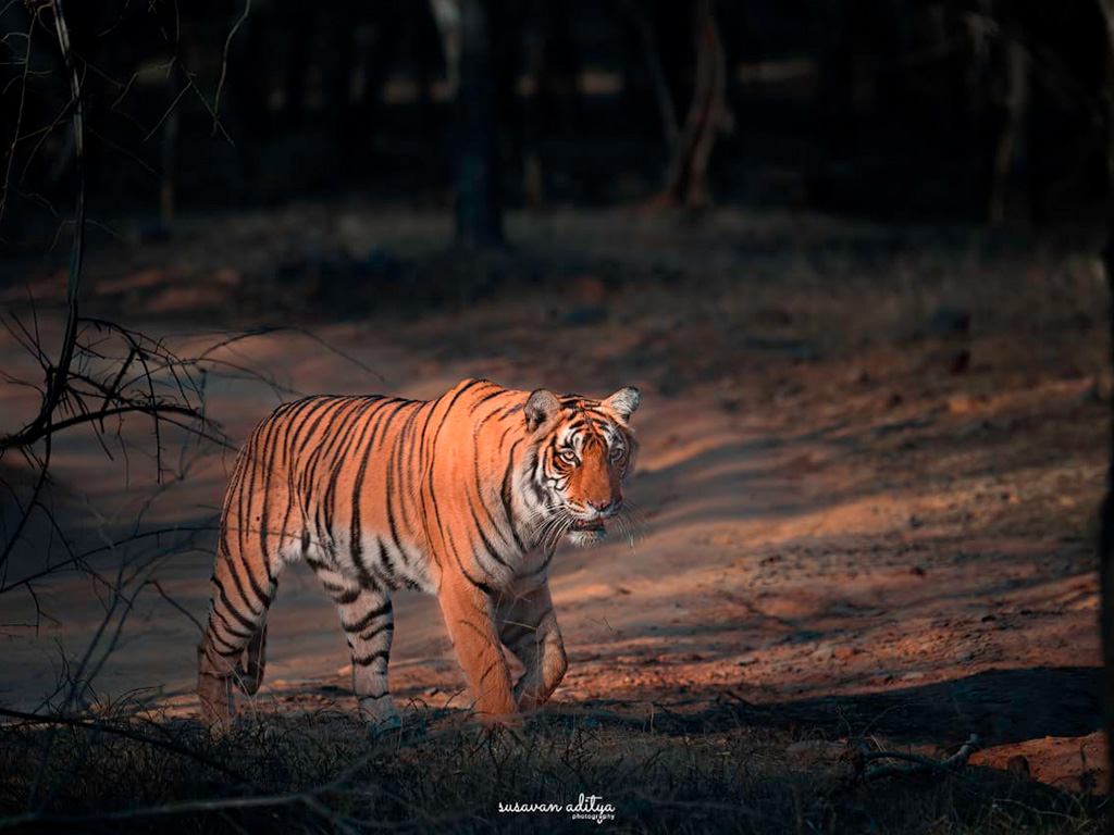 RANTHAMBORE EXPEDITION